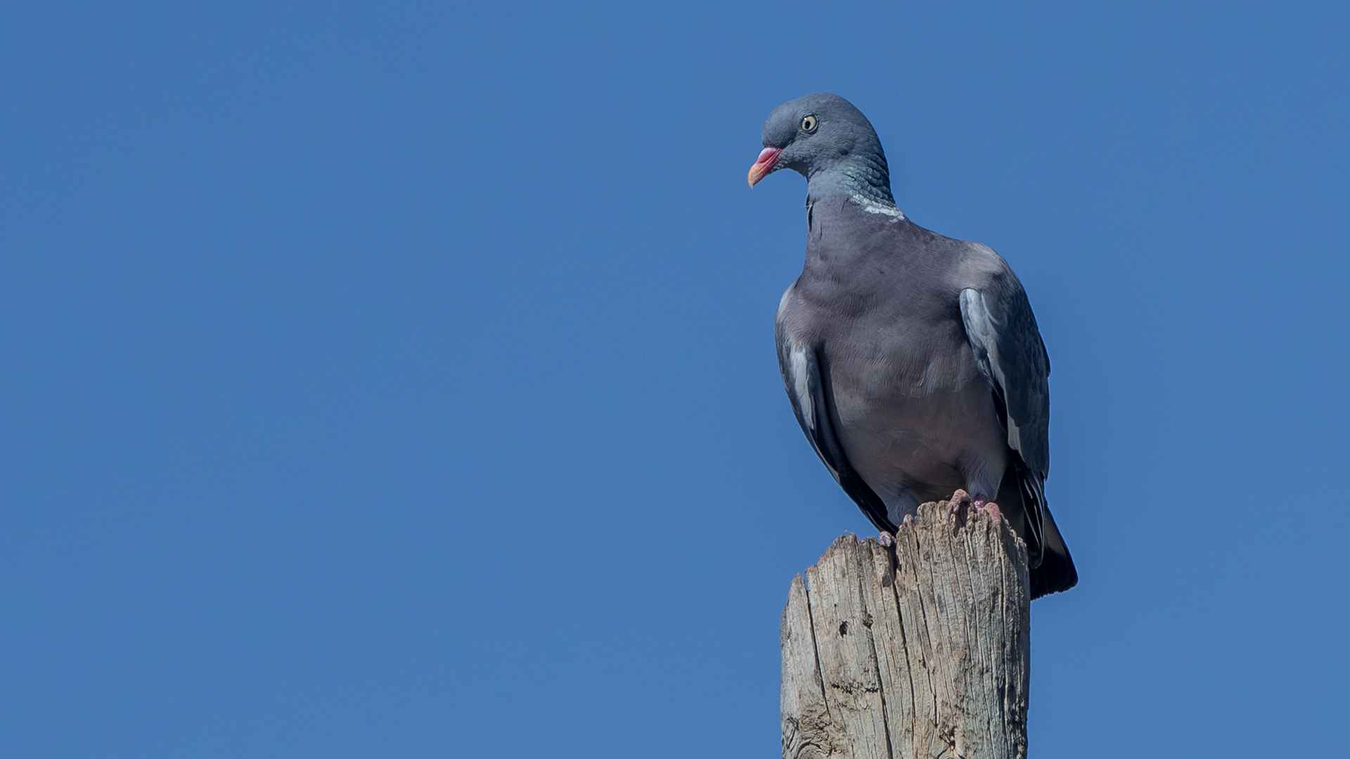 Common Wood-Pigeon